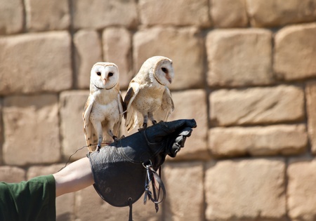 The Barn Owl (Tyto alba) is the most widely distributed species of owl, and one of the most widespread of all birds. It is also referred to as Common Barn Owl, to distinguish it from other species in the barn-owl family Tytonidae.の写真素材