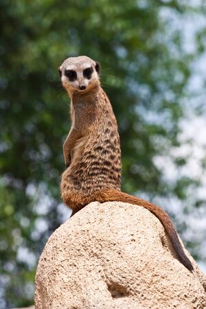The meerkat or suricate, Suricata suricatta, is a small mammal belonging to the mongoose family.の写真素材