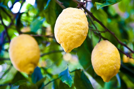 Lemon on the tree in Costiera Amalfitana, tipical Italian location for this fruitの写真素材