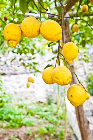 Lemon on the tree in Costiera Amalfitana, tipical Italian location for this fruitの写真素材