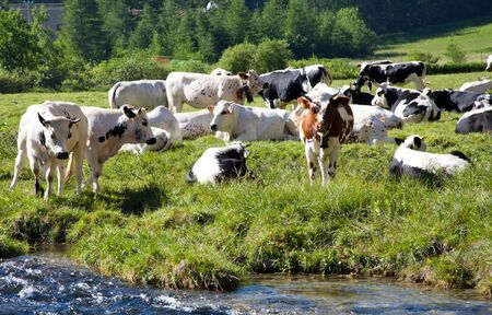 Italian cows during a sunny day close to Susa, Piedmont, Italian Alpsの写真素材