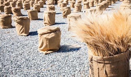Wheat sacks during a sunny day in a warm  summer seasonの写真素材