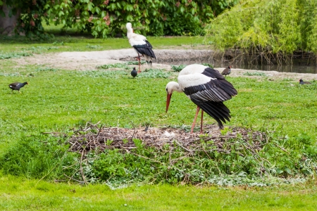 A mother stork feeding its young saplings, the mother gives the food that she has herself digested...