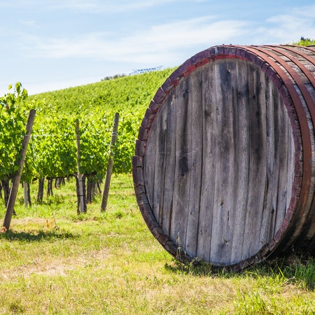 Italy, Tuscany region,  Chianti area. Chianti wineyard during a sunny day of summerの写真素材