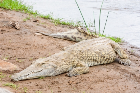 Kenya, Tsavo East National Park. Crocodiles  joining the last sun before the sunsetの写真素材