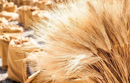 Wheat sacks during a sunny day in a warm  summer season