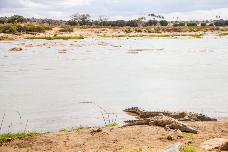 Kenya, Tsavo East National Park. Crocodiles  joining the last sun before the sunsetの写真素材