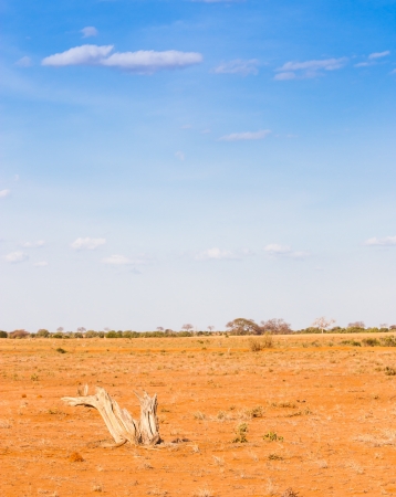 Kenya, Tsavo East National Park. In the middle of savanna, with a wonderful blue skyの写真素材