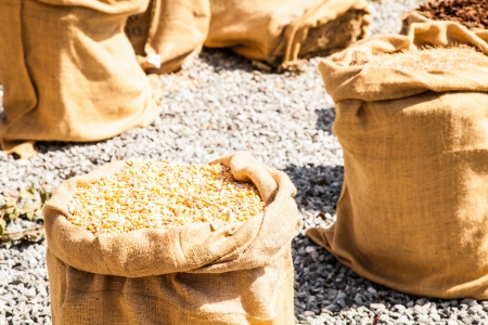 Wheat sacks during a sunny day in a warm  summer seasonの写真素材
