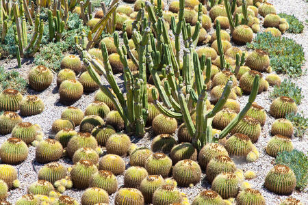 Detail of a Cactus Garden, useful also for concepts
