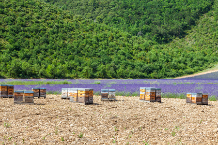 Provence, South France. Beehive dedicated to lavander honey production.の写真素材