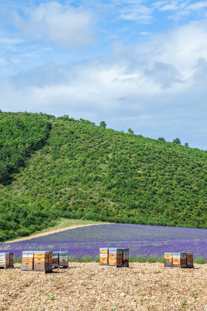 Provence, South France. Beehive dedicated to lavander honey production.のeditorial素材