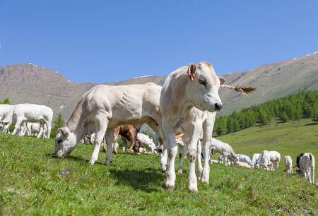 Summer season on Italian Alps. Free calf between adult cows.の写真素材