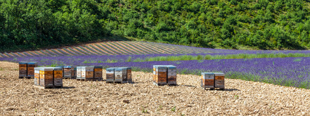 Provence, South France. Beehive dedicated to lavander honey production.の写真素材