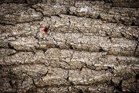 Detail of a very old bark under warm sunlightの写真素材