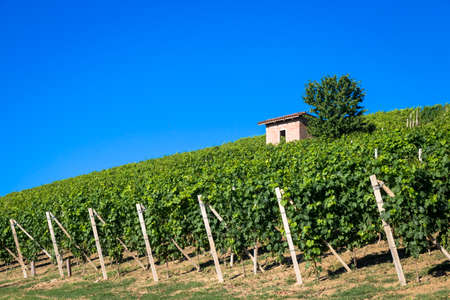 Piedmont hills in Italy, Monferrato area. Scenic countryside during summer season with vineyard field. Wonderful blue sky in the background.の写真素材