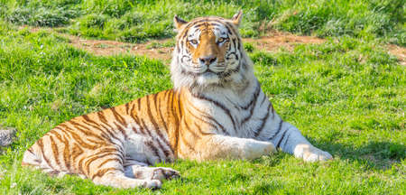 Angry tiger in a wildlife zoo - one of the biggest carnivore in nature.の写真素材