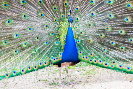 Peacock portrait - Beautiful colorful peacock feather, nobody, isolated.のeditorial素材