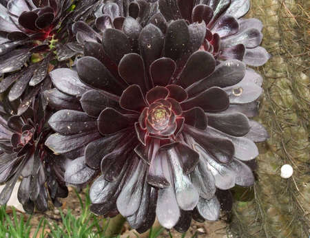 Symmetrical black flower of a succulent plantの写真素材