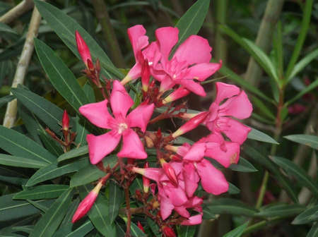 A bouquet of pink flowers with green leaves