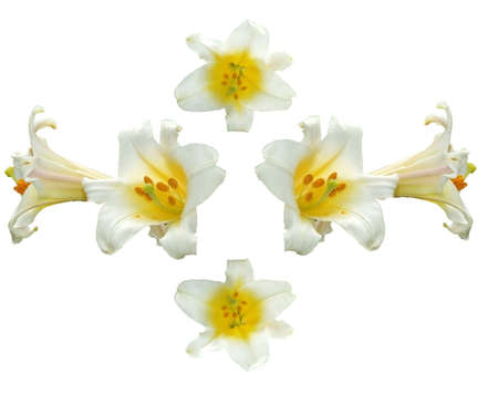 White flowers of bells shape isolated on white backgroundの写真素材