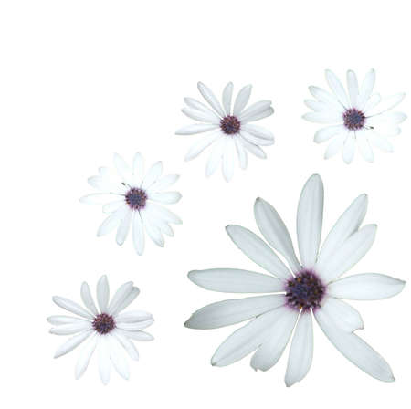 flowers similar to daisy but with violet steamsの写真素材