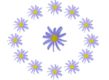 Three blue daisies on isolated white backgroundの写真素材