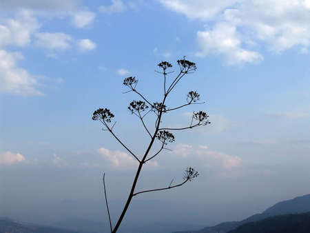 wild branch that looks the clear blue sky