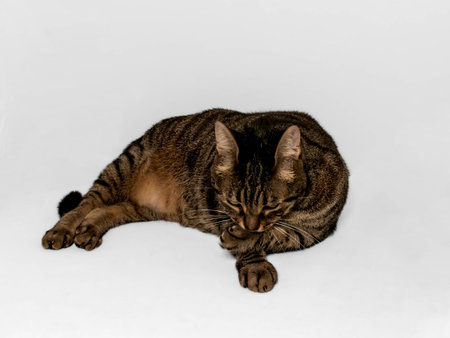 Beautiful gray and brown tabby cat in a relaxed lying pose, grooming its front paw with serene expression. Eyes cast downward in peaceful repose. Isolated on gray background.の写真素材