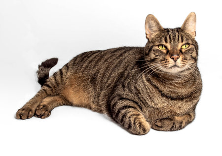 Beautiful European tabby cat with gray, black, and orange fur reclines in a relaxed pose. Intense yellow-green eyes gaze forward. Elegant forelegs tucked under body. Isolated on gray background.の写真素材