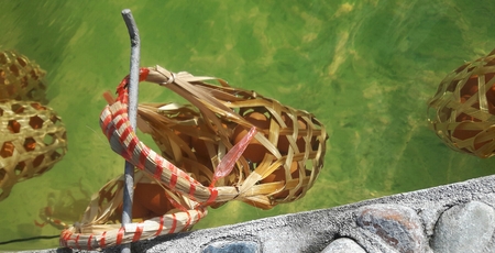 boiled eggの写真素材