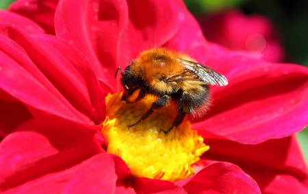 The bumblebee extracts nectar from beautiful coloursの写真素材