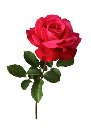 Beautiful red rose on a stalk with leafletsの写真素材