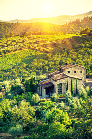 vineyard in the Chianti region,Tuscany,Italyの写真素材