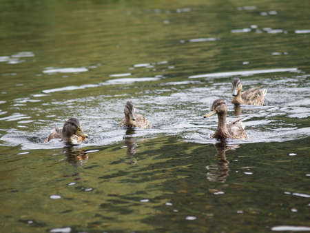 Ducks life. Ourense. Galiciaの写真素材