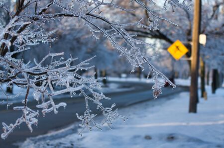 This photo of frozen branches with crossing sign in the background taken after the 2013 ice storm in Toronto which result in a major power outage that lasted several days.の写真素材