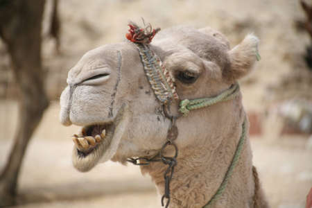 Camelの写真素材
