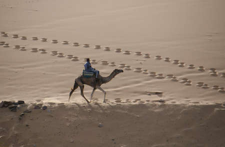 Camelのeditorial素材