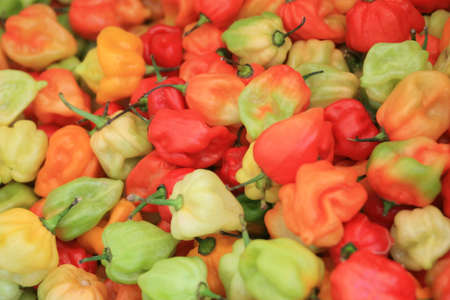 Chillisの写真素材