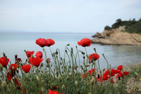 Poppy flowerの写真素材