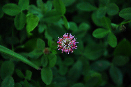 cute and beautiful.の写真素材