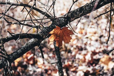 Autumn composition in orange tones. Beautiful leaf in the empty branches.の写真素材