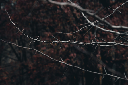 Photo of branches that are already empty from the leaves.の写真素材