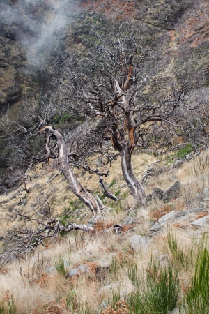 view of  the burned trees on the island of Madeiraの写真素材