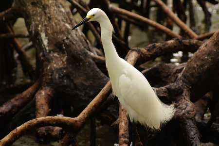 Snowy Egret  Egretta thula , Rosario Archipelago, Cartagena de Indias, Colombia, South Americaの写真素材