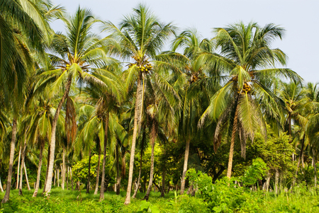 Green Palm Forest in Colombian Island Mucuraの写真素材