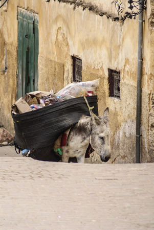 mule at the streets of Fez Medina, Moroccoの写真素材