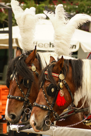 Krakow, Poland, Horse drawn carriages with guides in front of the St. Mary's Basilicaの写真素材