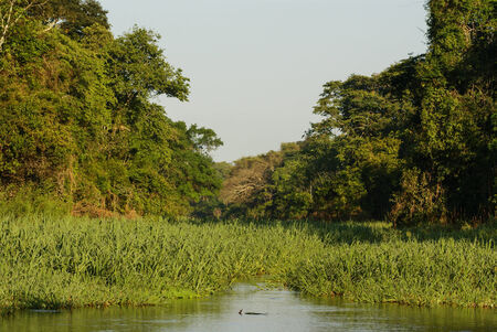 A river and beautiful trees in a rainforest Peruの写真素材
