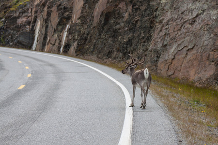 Reindeer stag with exceptionally long antlersの写真素材